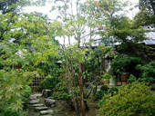 �����F�|�N���X�̎ʐ^-10